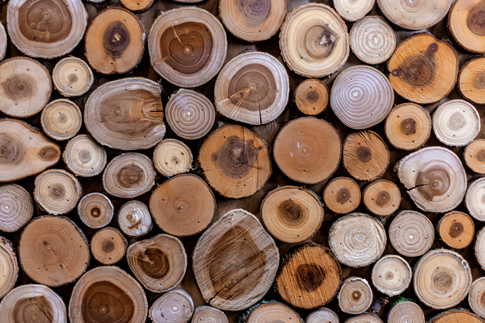 Espcies de madeira e as suas qualidades nicas